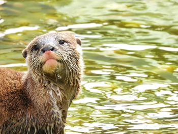 Close-up of duck swimming in lake