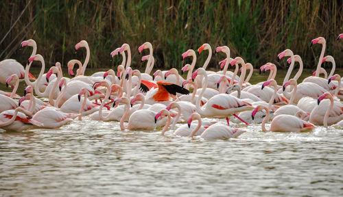 Side view of flamingoes in water