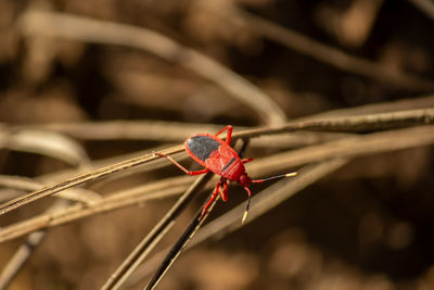 Close-up of insect on plant