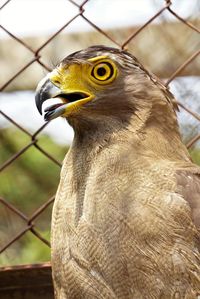 Close-up of black kite looking away