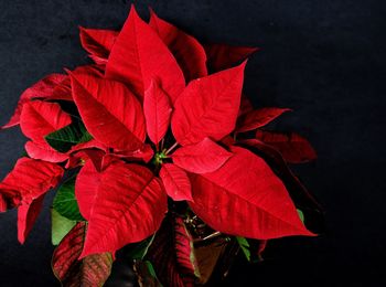 Close-up of red leaves on plant against black background