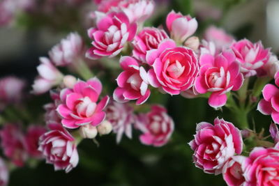 Close-up of pink roses