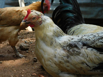 Close-up of birds female chicken or hen