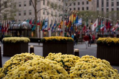 Yellow flowers in market for sale