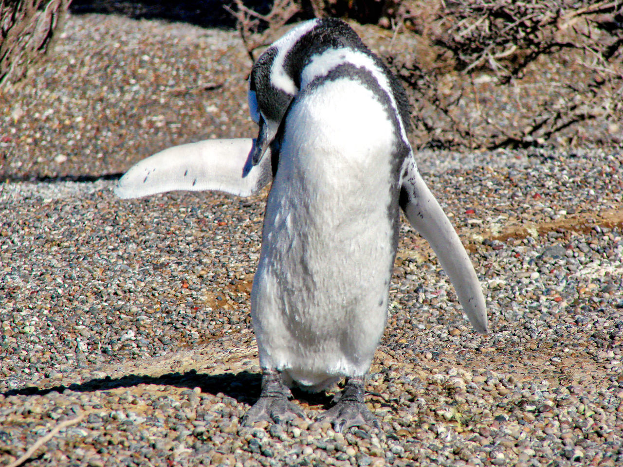 HIGH ANGLE VIEW OF A BIRD