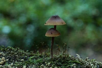 Close-up of fly agaric mushroom