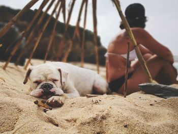 Dogs relaxing on beach