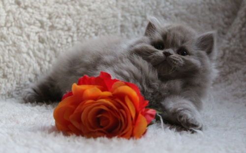 Close-up of cat by red roses