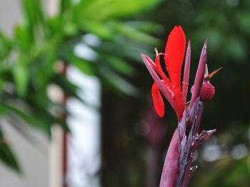 Close-up of red flower bud