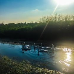 View of swans swimming in lake