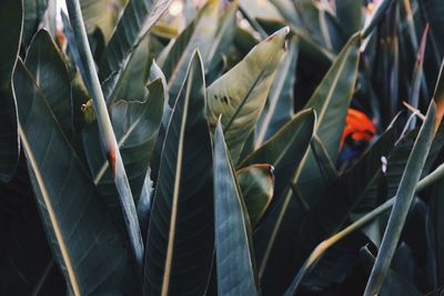 Close-up of plants