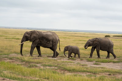 Elephants drinking water