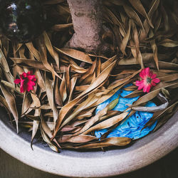 High angle view of flowering plants on table