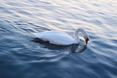 Swan swimming in lake