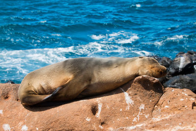 High angle view of sea lion