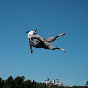 Low angle view of jumping against clear blue sky