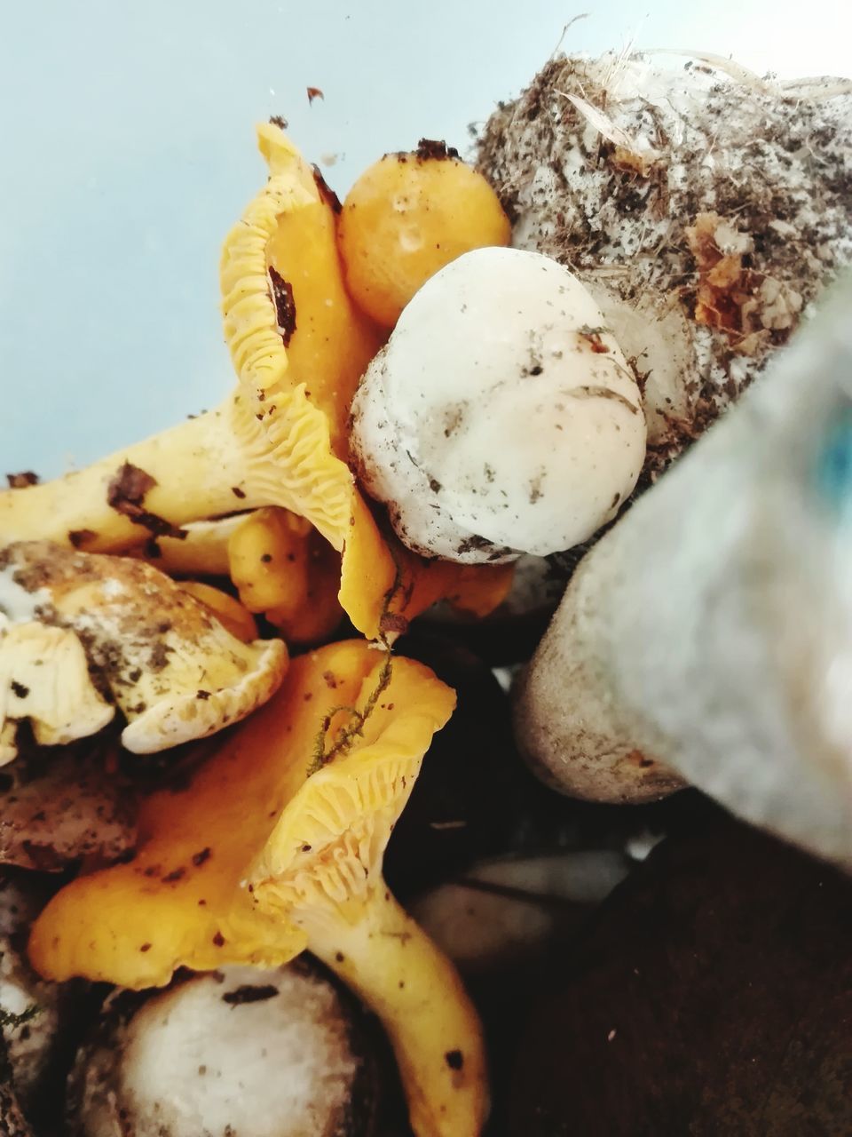 HIGH ANGLE VIEW OF MUSHROOMS GROWING ON WOOD