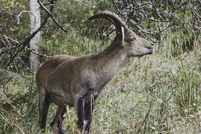 Goat looking away