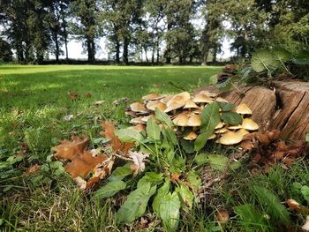 Close-up of mushroom growing on field