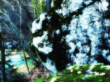 Scenic view of waterfall in forest