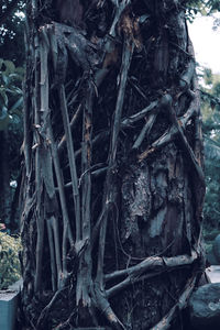Close-up of logs in forest