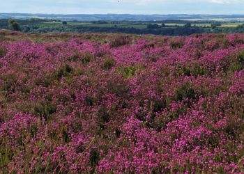 Purple flowering plants on field