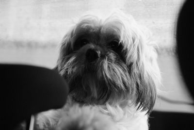 Close-up portrait of a dog