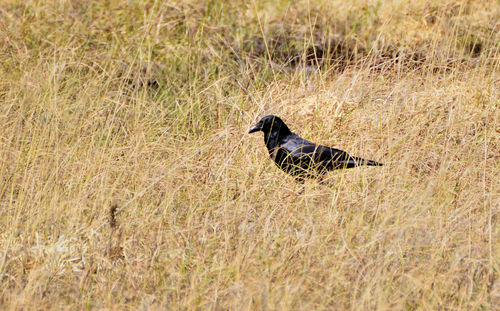 Side view of a bird on plants