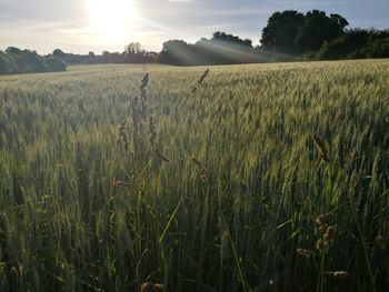 Scenic view of wheat field against sky