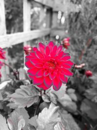 Close-up of pink flower