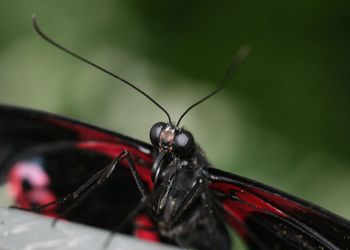 Close-up of dragonfly