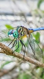 Close-up of damselfly on leaf