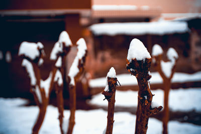 Close-up of snow on rusty metal during winter