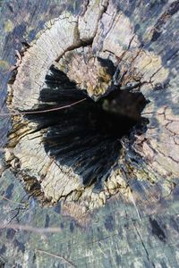 Full frame shot of tree stump