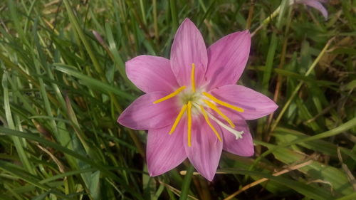 Close-up of flower blooming on field