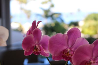 Close-up of pink flowers