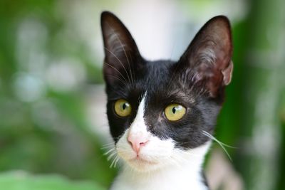 Close-up portrait of cat