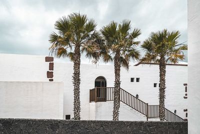 Coconut palm tree against building