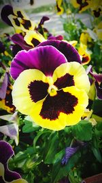 Close-up of purple flowering plant