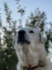 Close-up of dog looking away