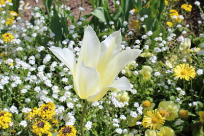 Close-up of white crocus blooming outdoors