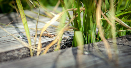 Close-up of plants growing on land