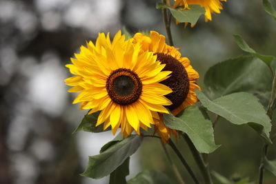 Close-up of sunflower