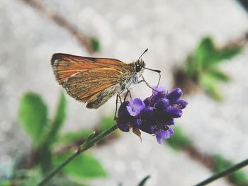 Close-up of butterfly pollinating on flower