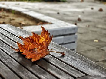 Close-up of dry maple leaf on wood