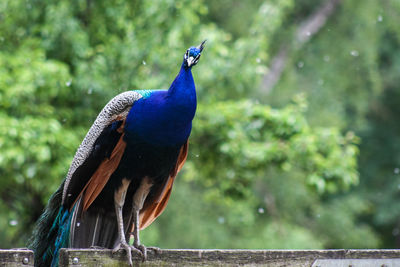 Close-up of peacock perching on plant