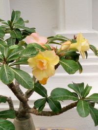 Close-up of yellow flowers