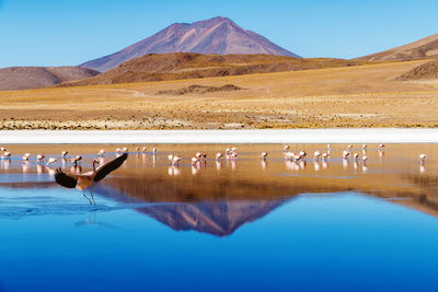 Flamingos in lake