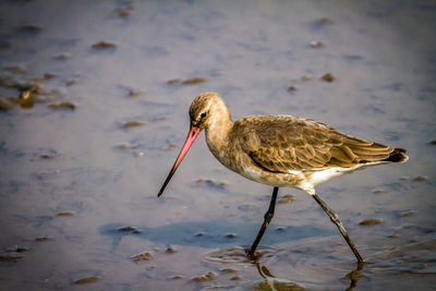 Close-up of bird in lake
