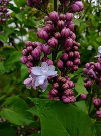 Close-up of fresh pink flowers in bloom